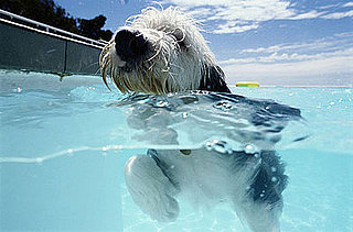 Do Your Pets Swim?