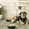 Doggie Tuna Casserole . . . It's What's for Dinner