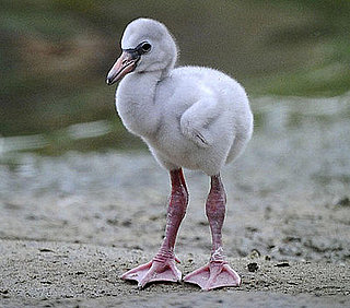 Guess What Bird?