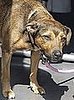 More Pics of Lily in London With Her Staffie Mix