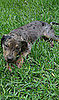 Pet Pic of the Day: Do You Know What Kind of Dog Dante Is?