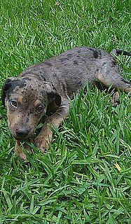Pet Pic of the Day: Do You Know What Kind of Dog Dante Is?