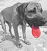 Dog Days of Summer: Signs of Heat Stroke