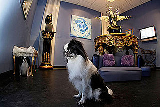Do Tell: What Do You Love About Your Boarding Facility?
