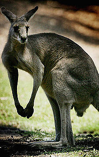 The Scoop: Dog Saves Woman From Meany Kangaroo