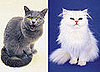 Do You Prefer Shorthaired or Longhaired Kitties?