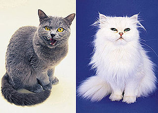 Do You Prefer Shorthaired or Longhaired Kitties?