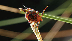 Dog Days of Summer: How to Remove a Tick Dog Days of Summer: How to Remove a Tick