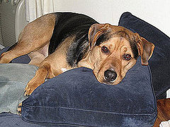 True Tails: My Dog Has Lyme Disease! True Tails: My Dog Has Lyme Disease!