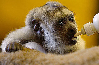 Super-Cute Gallery: Baby Black Howler Gets Bottle Fed!