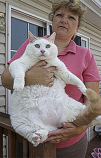 Someone Needs to Own Up to Fat Cat: In the LINK of an Eye!