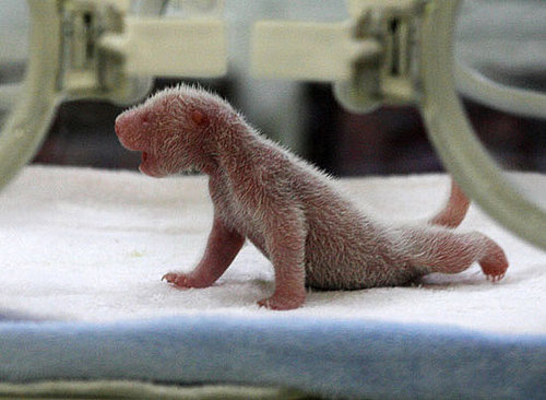 Guess What Animal?