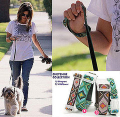 Found! Thurman Murman Gets a New Leash on Life Found! Thurman Murman Gets a New Leash on Life