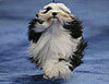 Guess What Breed?