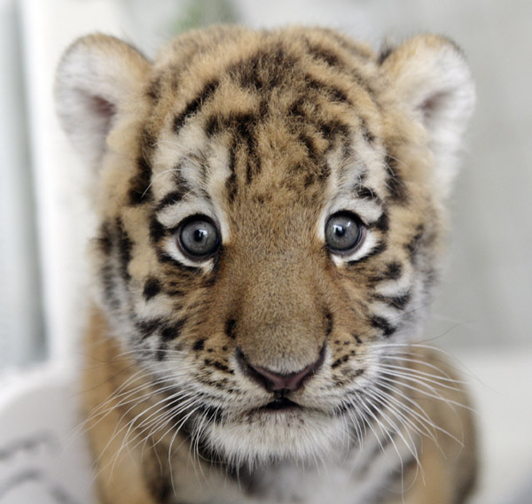 Baby Siberian Tiger, Antares, Makes His Debut in Germany's Tierpark Berlin Baby Siberian Tiger, Antares, Makes His Debut in Germany's Tierpark Berlin