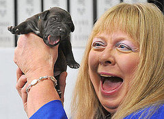 The Scoop: First Cloned Pet Dogs Make Their Debut in Korea! The Scoop: First Cloned Pet Dogs Make Their Debut in Korea!