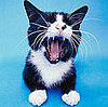 Get on the Hairballs This Summer!
