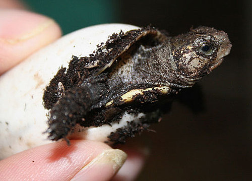 The Scoop: Endangered Chinese Box Turtle Born in Bristol