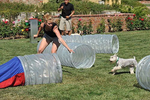 Greatest American Dog: Brandy Tells All to PetSugar!