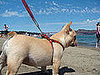 Matchy Matchy Leashes to Collars and Harnesses?