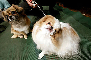 Guess What Breed?