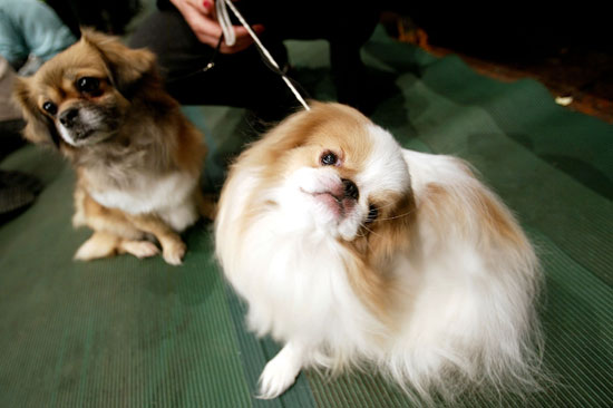 Guess What Breed?