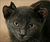 Yoda the Cat Has Four Ears: In the LINK of an Eye!