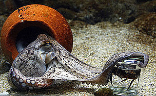 The Scoop: Octopuses Do Not Have Eight Legs!