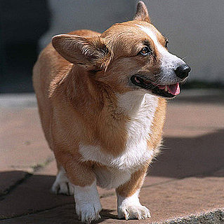 Guess What Breed?