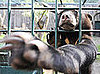 It's No Lie That Lil Lailani Is the Cutest Sun Bear!
