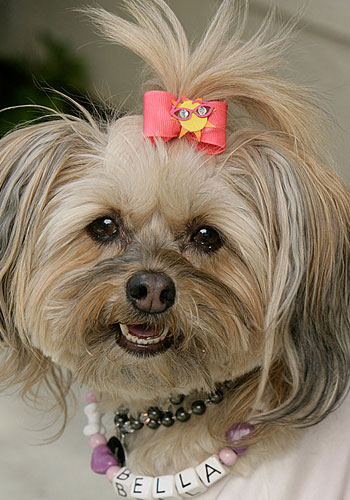 Greatest American Dog: How Did Bella Starlet Dog Get Named?