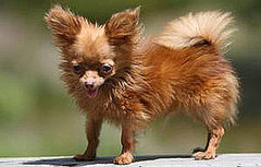 The Scoop: Dancer, One of the World's Smallest Dogs, Dies The Scoop: Dancer, One of the World's Smallest Dogs, Dies
