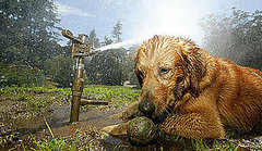 Are Your Pets Frenzied Fetchers? Are Your Pets Frenzied Fetchers?