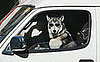 Have Pooch, Will Travel: What's Your Summer Destination?