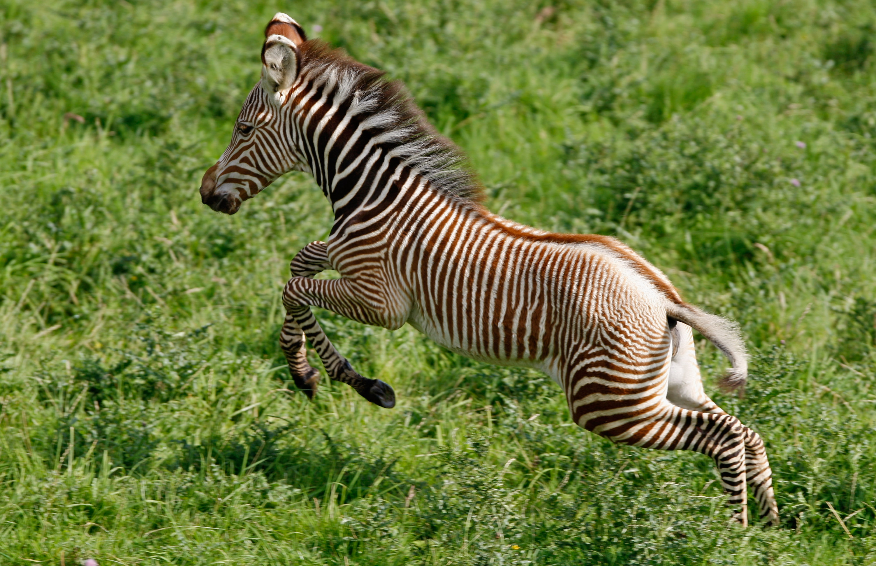 golden zebra animal