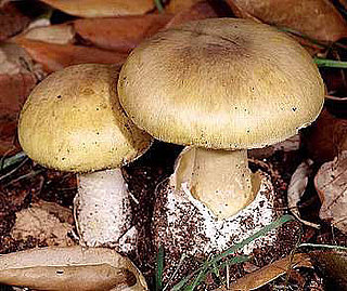 Dog Days of Summer: "Death Cap" Mushrooms