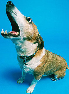 Do Tell: Speakerphone + Pets Equals . . . 