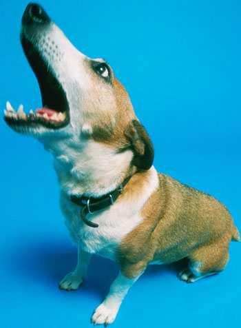 Do Tell: Speakerphone + Pets Equals . . . 