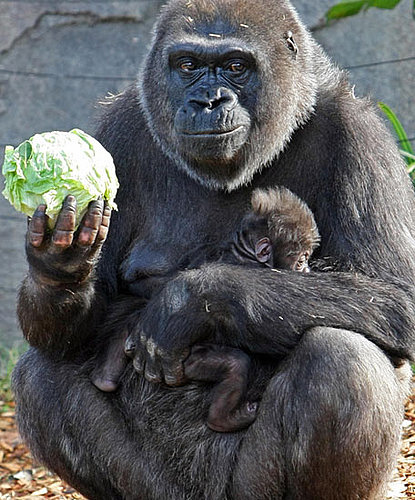 Guess What Animal?