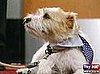 Footage From Elvis' Bark Mitzvah: In the LINK of an Eye!
