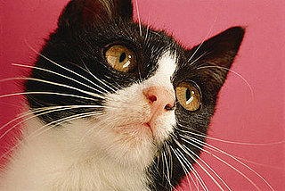 Quiz: Even More Zany Kitty Sayings!