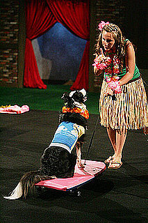 What Do You Know About the Border Collie?