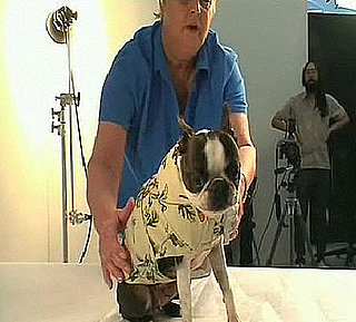 Furry Fashion Show Behind-the-Scenes: In the LINK of an Eye!