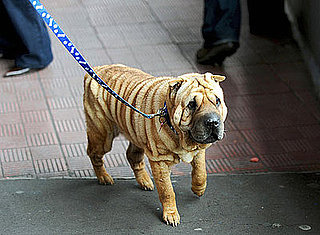 Guess What Breed?