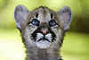 Guess What Animal?