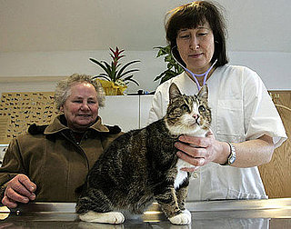 Would You Go to a Feline-Only Vet?