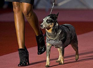 In the Spotlight: Cani di Lusso Pet Fashion Show in Mexico City
