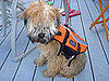 PetSugar Street Team: Outward Hounds Ride on Boats!