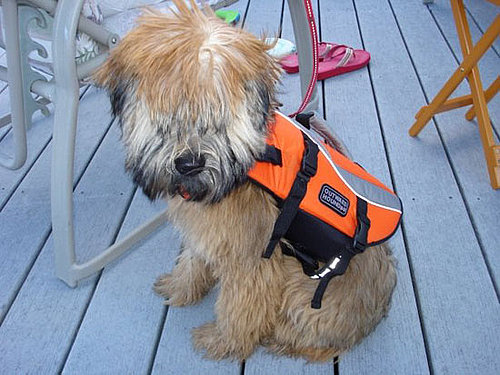 PetSugar Street Team: Outward Hounds Ride on Boats!