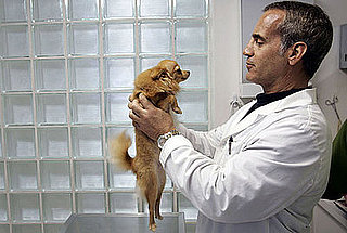 Does Your Pet Love the Vet?